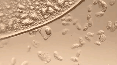 的同款毛巾!我们低价搞到了开元棋牌app胖某来刚上架(图7) 的同款毛巾!我们低价搞到了开元棋牌app胖某来刚上架(图7)